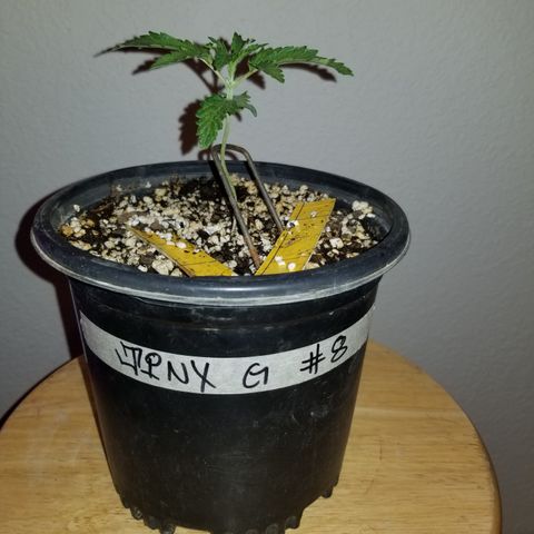 JINX G TEST GROW 2020  growlog timeline photo