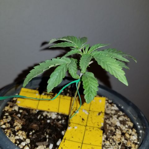 JINX G TEST GROW 2020  growlog timeline photo