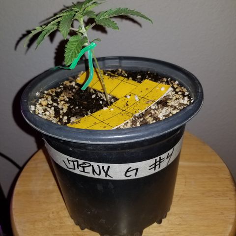 JINX G TEST GROW 2020  growlog timeline photo