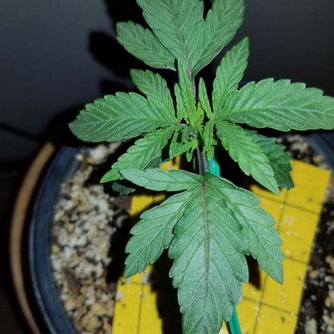 JINX G TEST GROW 2020  growlog timeline photo