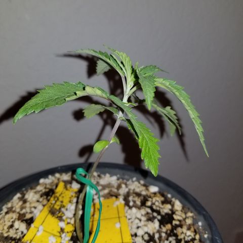 JINX G TEST GROW 2020  growlog timeline photo