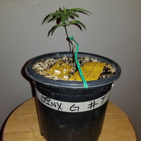 JINX G TEST GROW 2020  growlog timeline photo