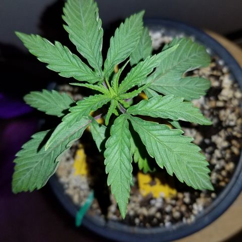 JINX G TEST GROW 2020  growlog timeline photo