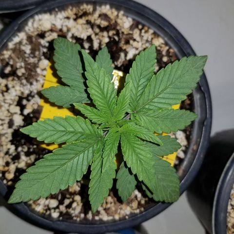 JINX G TEST GROW 2020  growlog photo: I cannot be happier with growth jinx your genetics are crazy good bro haha!!