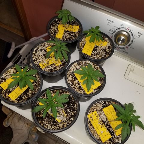 JINX G TEST GROW 2020  growlog photo: I cannot be happier with growth jinx your genetics are crazy good bro haha!!