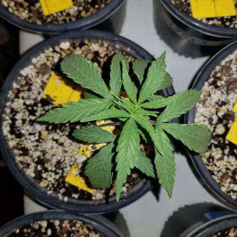 JINX G TEST GROW 2020  growlog photo: I cannot be happier with growth jinx your genetics are crazy good bro haha!!