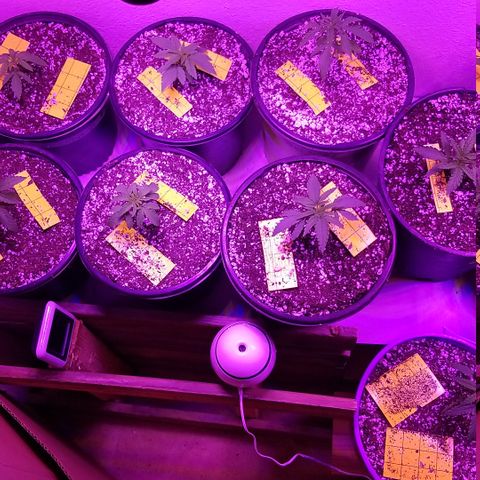 JINX G TEST GROW 2020  growlog photo: Successful transplant!! 
