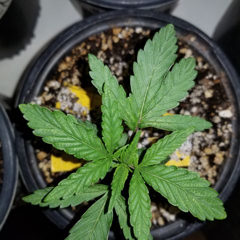 JINX G TEST GROW 2020  growlog photo: I cannot be happier with growth jinx your genetics are crazy good bro haha!!