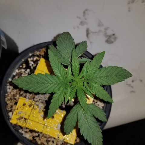 JINX G TEST GROW 2020  growlog photo: I cannot be happier with growth jinx your genetics are crazy good bro haha!!