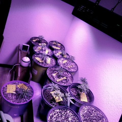 JINX G TEST GROW 2020  growlog photo: Successful transplant!! 