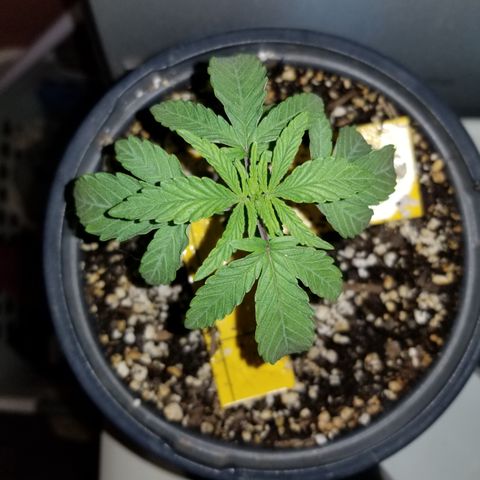 JINX G TEST GROW 2020  growlog photo: I cannot be happier with growth jinx your genetics are crazy good bro haha!!