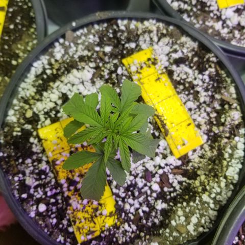 JINX G TEST GROW 2020  growlog timeline photo