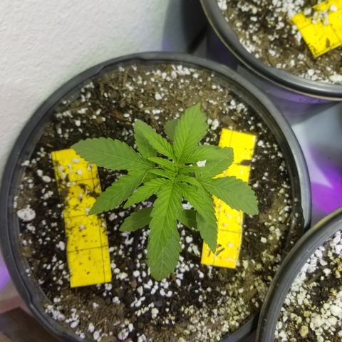 JINX G TEST GROW 2020  growlog timeline photo