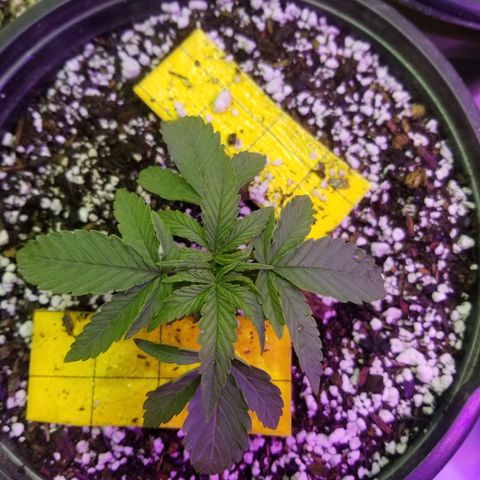 JINX G TEST GROW 2020  growlog timeline photo
