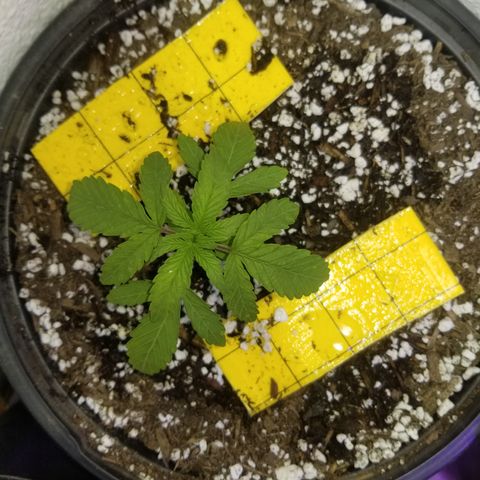 JINX G TEST GROW 2020  growlog timeline photo