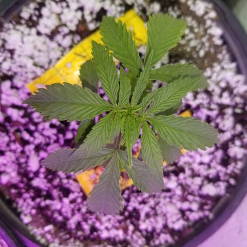 JINX G TEST GROW 2020  growlog timeline photo
