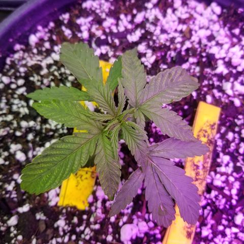 JINX G TEST GROW 2020  growlog timeline photo