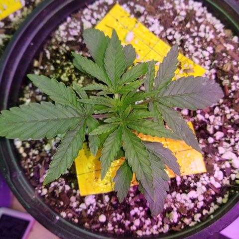 JINX G TEST GROW 2020  growlog photo: Short stacked tight nodes and a few with taller canopy could be males or stretchy phenos 