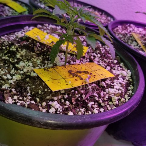 JINX G TEST GROW 2020  growlog photo: Short stacked tight nodes and a few with taller canopy could be males or stretchy phenos 