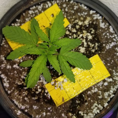 JINX G TEST GROW 2020  growlog photo: Short stacked tight nodes and a few with taller canopy could be males or stretchy phenos 