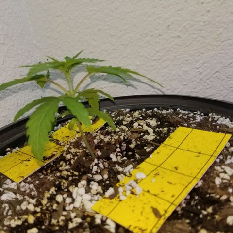 JINX G TEST GROW 2020  growlog photo: Short stacked tight nodes and a few with taller canopy could be males or stretchy phenos 