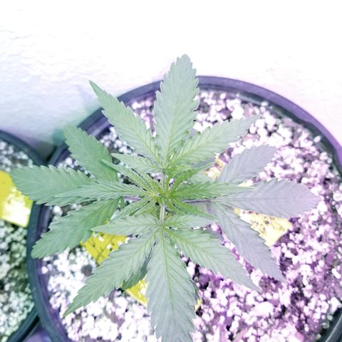 JINX G TEST GROW 2020  growlog timeline photo