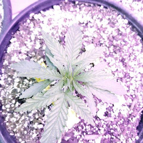 JINX G TEST GROW 2020  growlog timeline photo