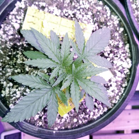 JINX G TEST GROW 2020  growlog timeline photo