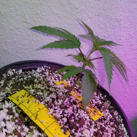 JINX G TEST GROW 2020  growlog timeline photo
