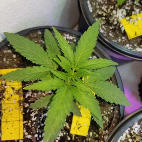 JINX G TEST GROW 2020  growlog photo: Short stacked tight nodes and a few with taller canopy could be males or stretchy phenos 