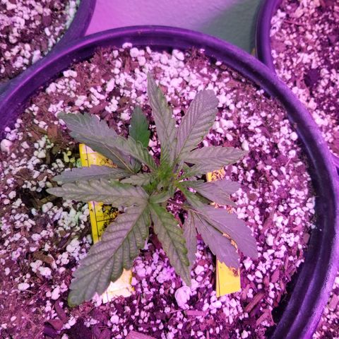 JINX G TEST GROW 2020  growlog timeline photo