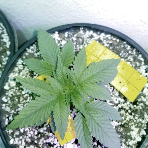 JINX G TEST GROW 2020  growlog timeline photo