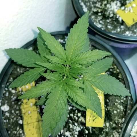 JINX G TEST GROW 2020  growlog timeline photo