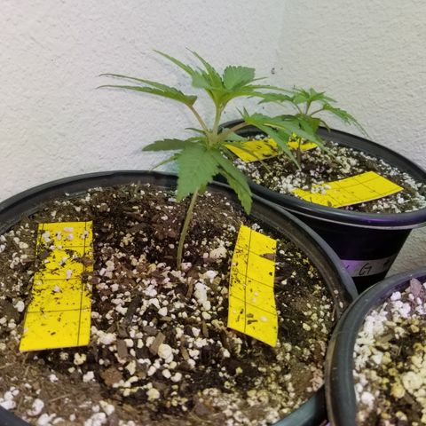 JINX G TEST GROW 2020  growlog photo: Short stacked tight nodes and a few with taller canopy could be males or stretchy phenos 