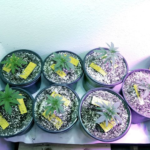 JINX G TEST GROW 2020  growlog timeline photo