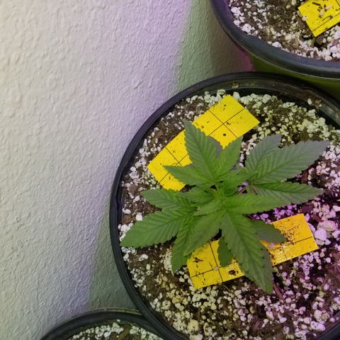 JINX G TEST GROW 2020  growlog photo: Short stacked tight nodes and a few with taller canopy could be males or stretchy phenos 