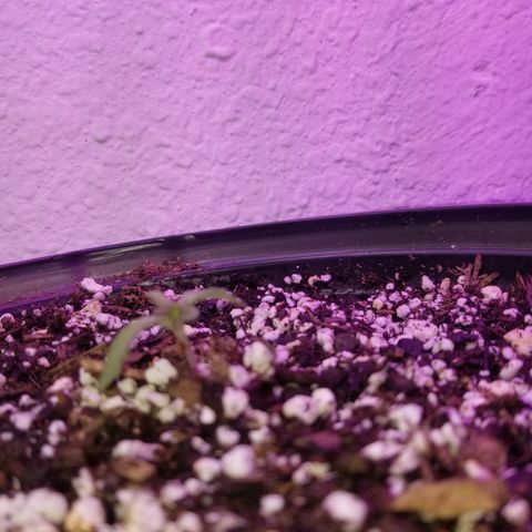Strawberry fusion synergy automatics  growlog timeline photo