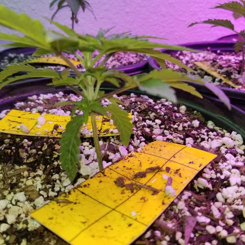 JINX G TEST GROW 2020  growlog photo: Short stacked tight nodes and a few with taller canopy could be males or stretchy phenos 
