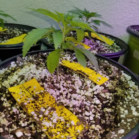 JINX G TEST GROW 2020  growlog photo: Short stacked tight nodes and a few with taller canopy could be males or stretchy phenos 
