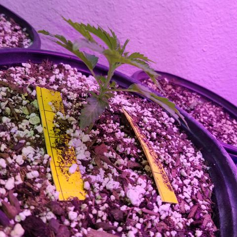JINX G TEST GROW 2020  growlog timeline photo