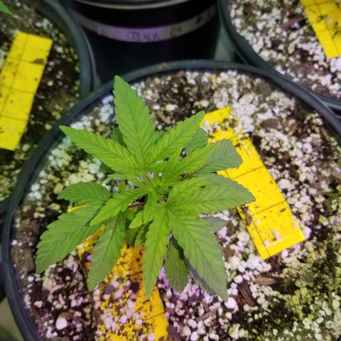 JINX G TEST GROW 2020  growlog photo: Short stacked tight nodes and a few with taller canopy could be males or stretchy phenos 