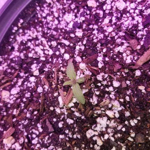 Strawberry fusion synergy automatics  growlog timeline photo