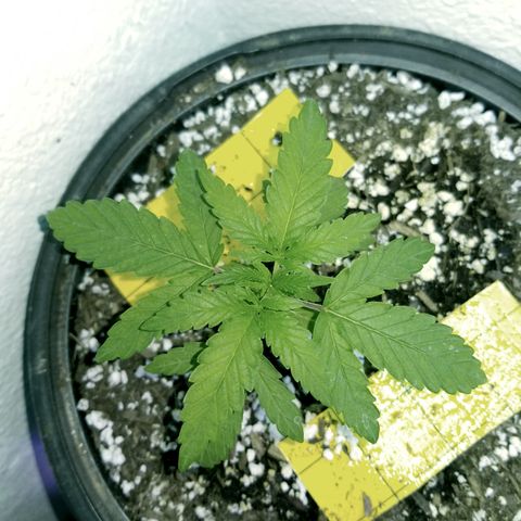 JINX G TEST GROW 2020  growlog timeline photo