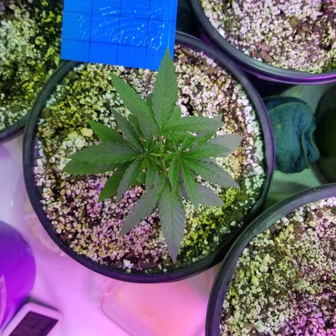 JINX G TEST GROW 2020  growlog timeline photo