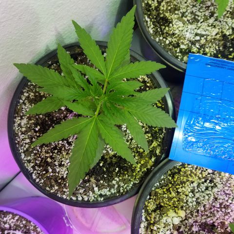 JINX G TEST GROW 2020  growlog timeline photo