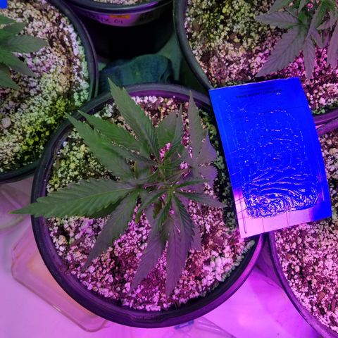 JINX G TEST GROW 2020  growlog timeline photo