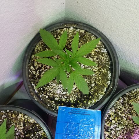 JINX G TEST GROW 2020  growlog timeline photo