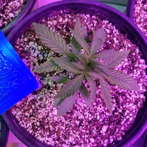 JINX G TEST GROW 2020  growlog timeline photo