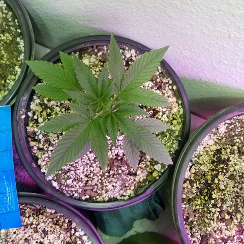 JINX G TEST GROW 2020  growlog timeline photo