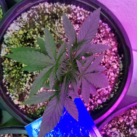 JINX G TEST GROW 2020  growlog timeline photo